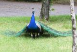 IMG_4315.JPG