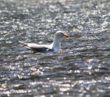 IMG_7300.JPG