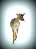 IMG_7827.JPG