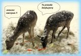 IMG_1519_--_kopia.JPG